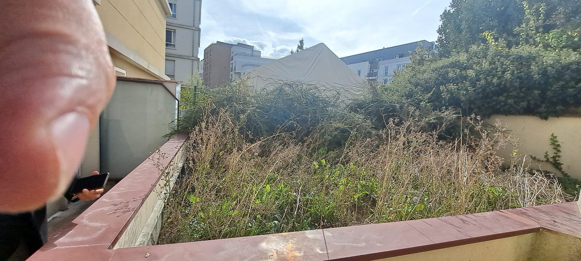 Terrasse envahie par les mauvaises herbes, végétation sauvage, sol en terre, espace inutilisable